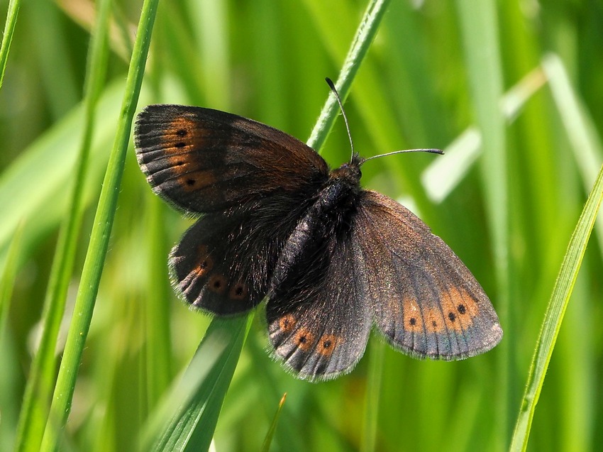 un p di specie montane, fra Lazio e Umbria